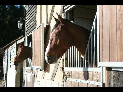 chevaux au box
