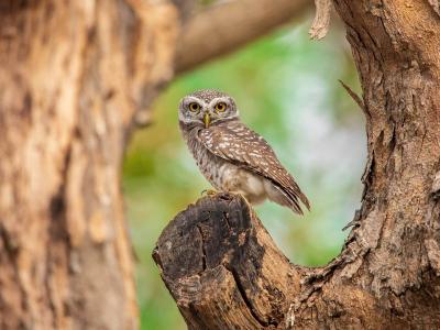 nevigetom-spotted-owlet-5093773 chouette