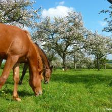 Chevaux sous les pommiers