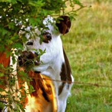 la fameuse vache Normande
