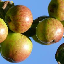 Pommes à cidre