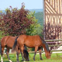 Chevaux en Pays d'Auge