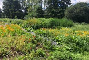 Les jardins de Khiron