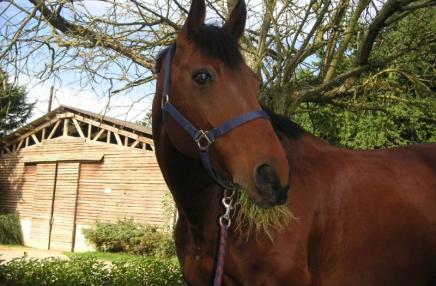 Centre équestre du Brévedent