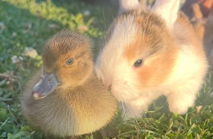 Ferme pédagogique Le domaine de Capucine