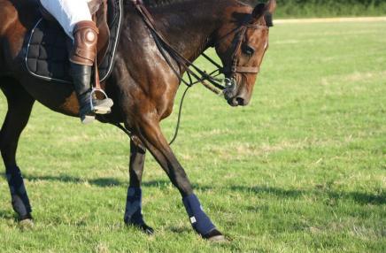 Haras du Cercle / TD Polo Team