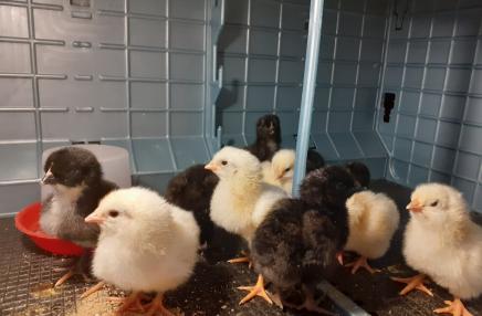 La ferme des capucins