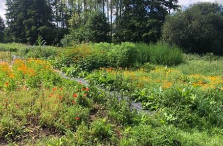 Les jardins de Khiron