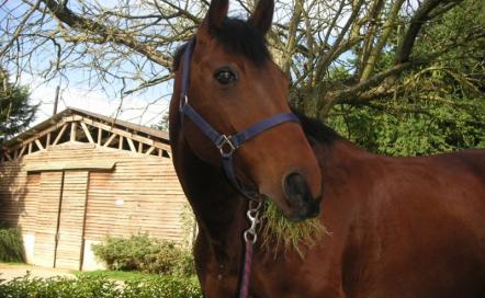 Centre équestre du Brévedent