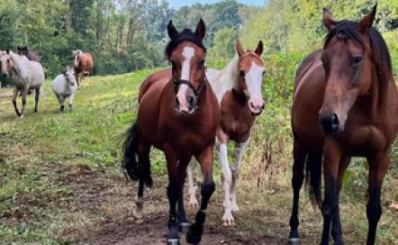 Centre equestre Le Domaine de Capucine 