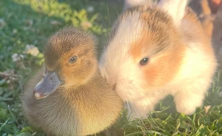 Ferme pédagogique Le domaine de Capucine