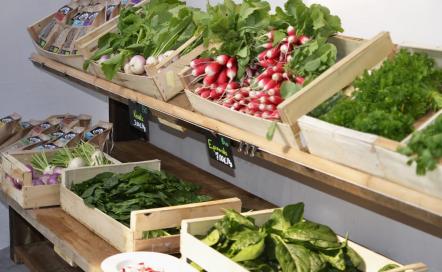 La ferme du Thenney, producteur de légumes bio et locaux en sol vivant