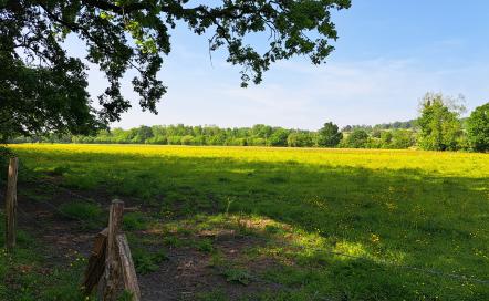 Le marais de la Touques