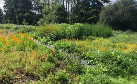 Les jardins de Khiron