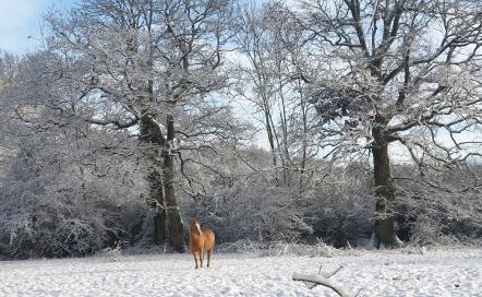 Pension cheval en liberté