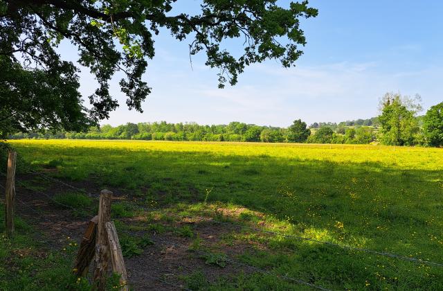 Le marais de la Touques