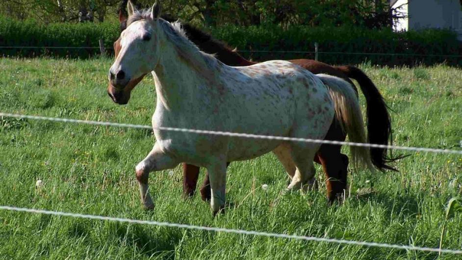 Pension cheval en liberté - chevaux - Bonneville-la-Louvet - Normandie - Calvados 