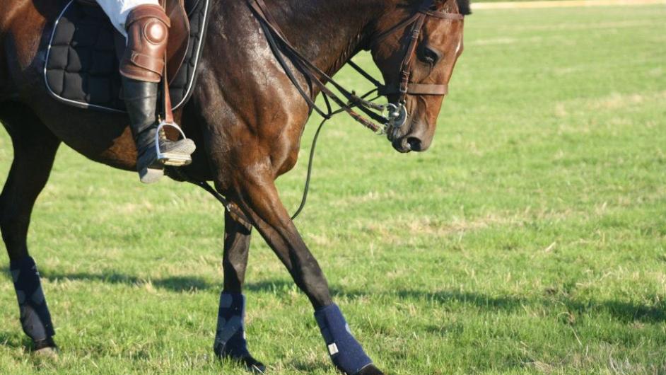 209008_335885746498279_51452041_n - Haras du Cercle