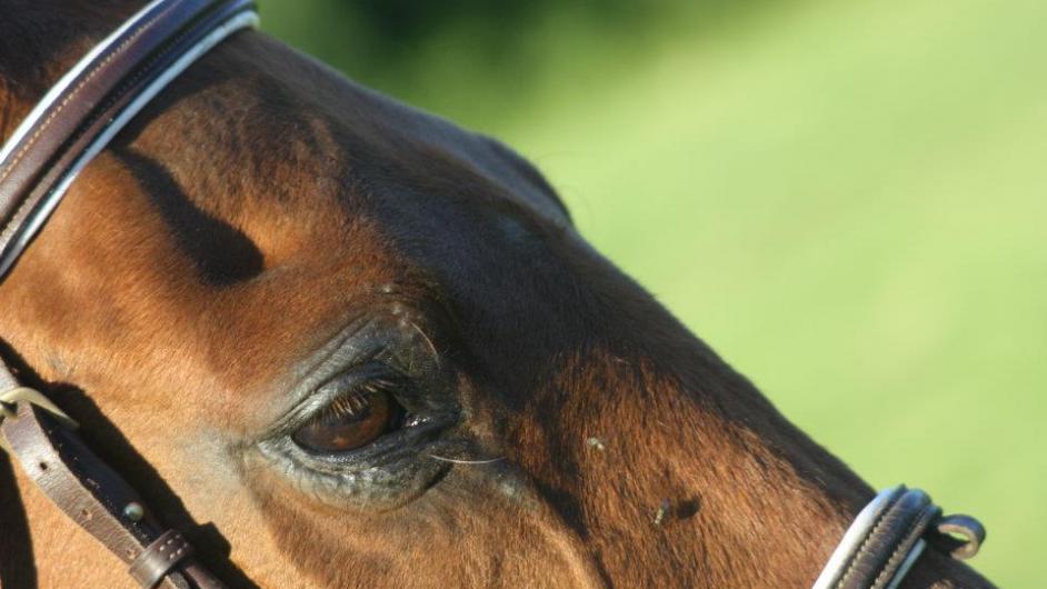 527014_335885939831593_1445357438_n - Haras du Cercle