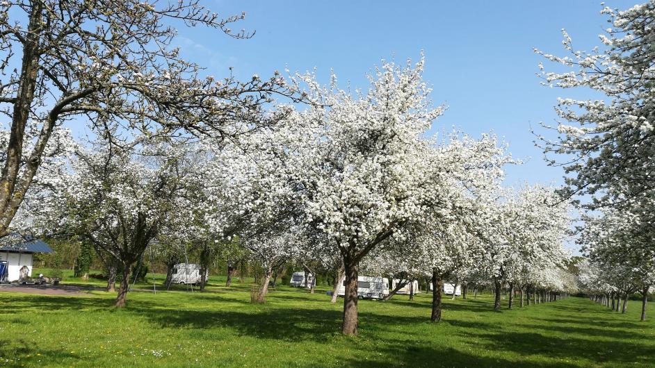 Aire Naturelle de Camping -  arbres - ombre - Reux - Normandie - Calvados - Pommiers en fleurs
