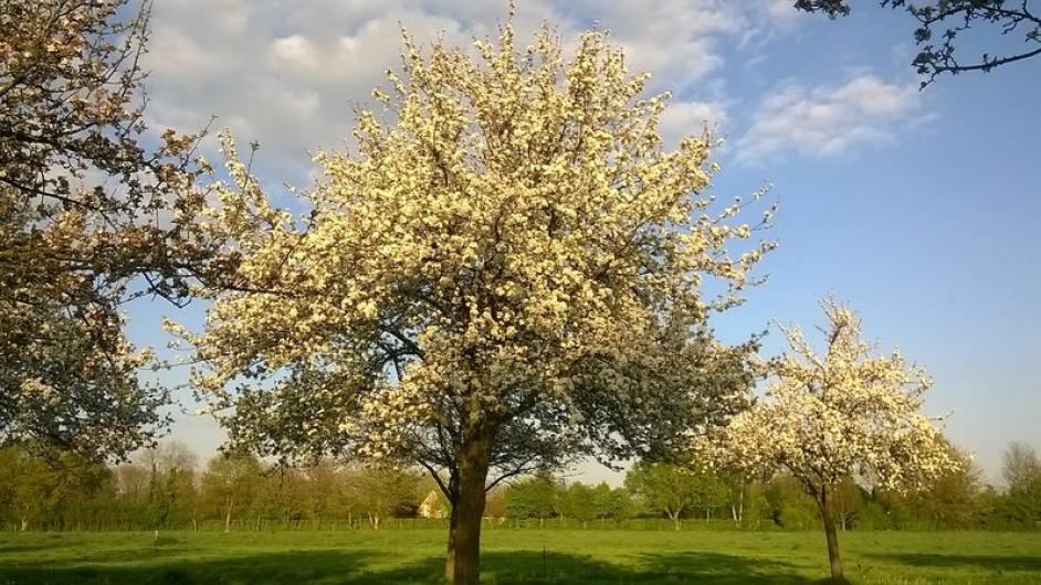 Aire Naturelle de Camping -  arbres - ombre - Reux - Normandie - Calvados 