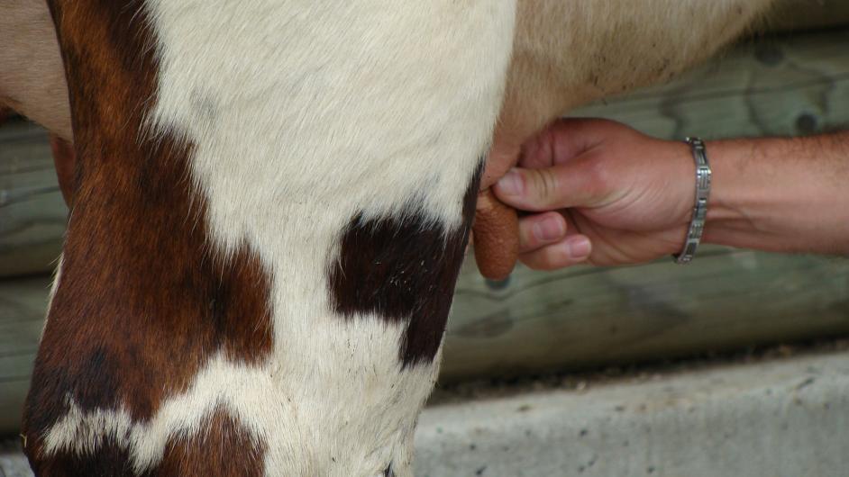 Animations et ateliers normands, Normandie en 2CV, Pont-l'Evêque, Calvados, Normandie