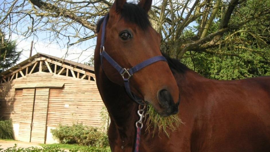 centre equestre Brevedent - centre equestre Brevedent