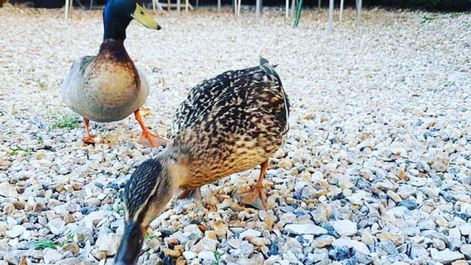 Bar brasserie Le Théâtre, Pont-l'Evêque, Pays d'Auge, Calvados, Normandie