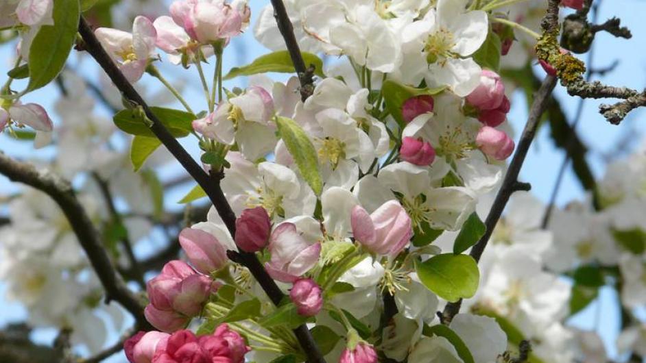 Distillerie artisanale Calvados Christian Drouin - Pont-l'Evêque - Normandie