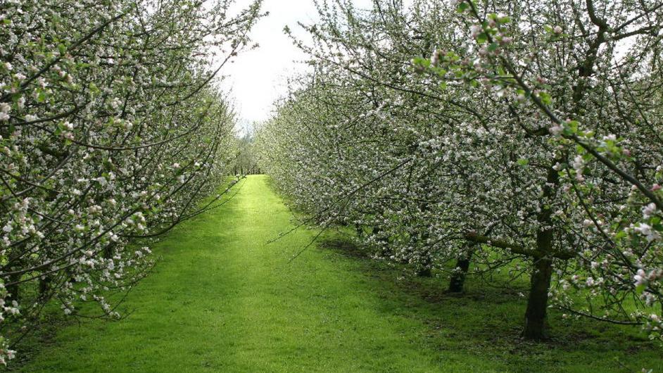 Calvados Pierre Huet - verger - Route du cidre - Cambremer -  Pays d'Auge - Calvados - Normandie 