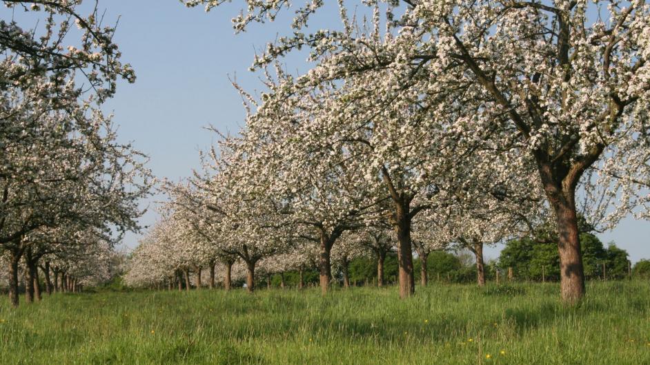 Calvados Pierre Huet - verger - Route du cidre - Cambremer -  Pays d'Auge - Calvados - Normandie 