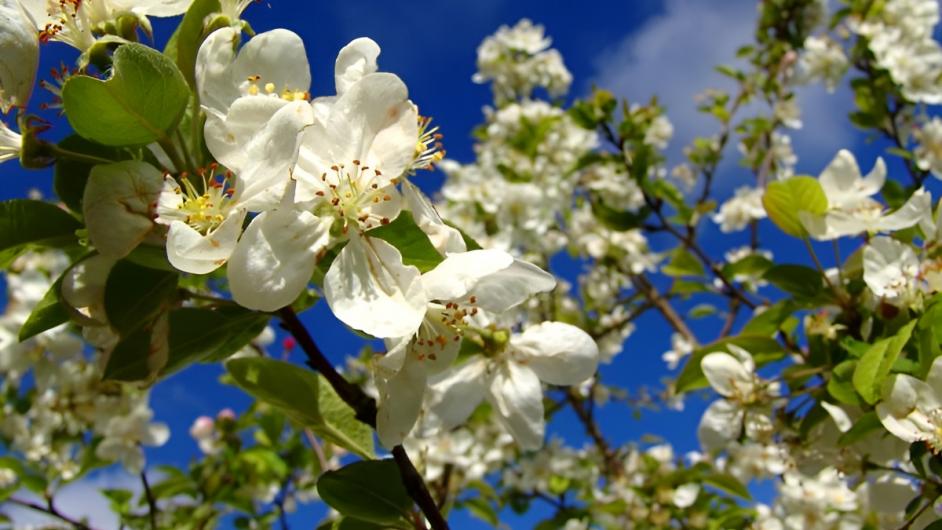 Pommiers en fleurs Pays d'Auge - S. Guichard