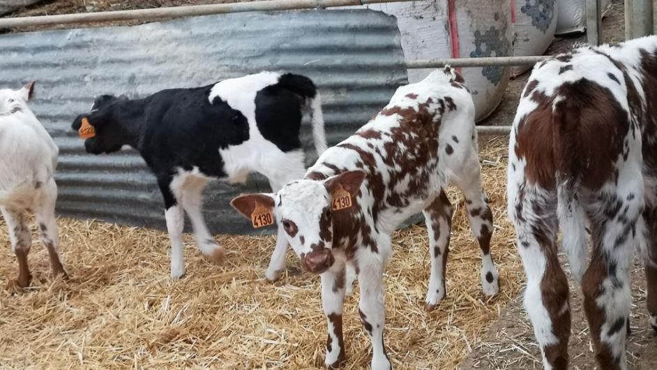Chambre d'hôtes la Ferme des Hayes - vaches normandes - ferme - producteur - Formentin - Normandie - Calvados
