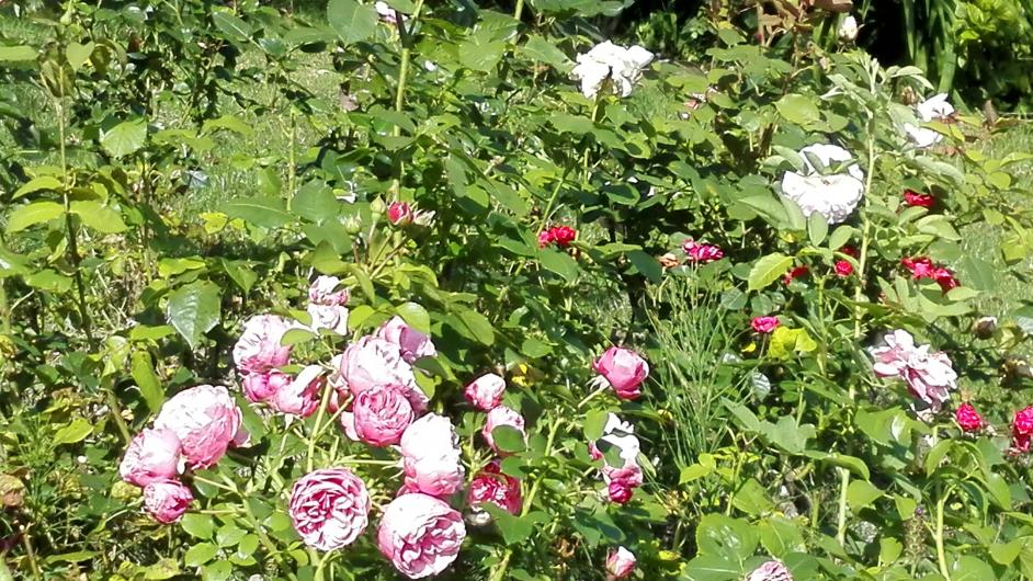 Chambres d'hôtes aux Malis - Route du Cidre - jardin - fleurs - Bonnebosq - Normandie - Calvados