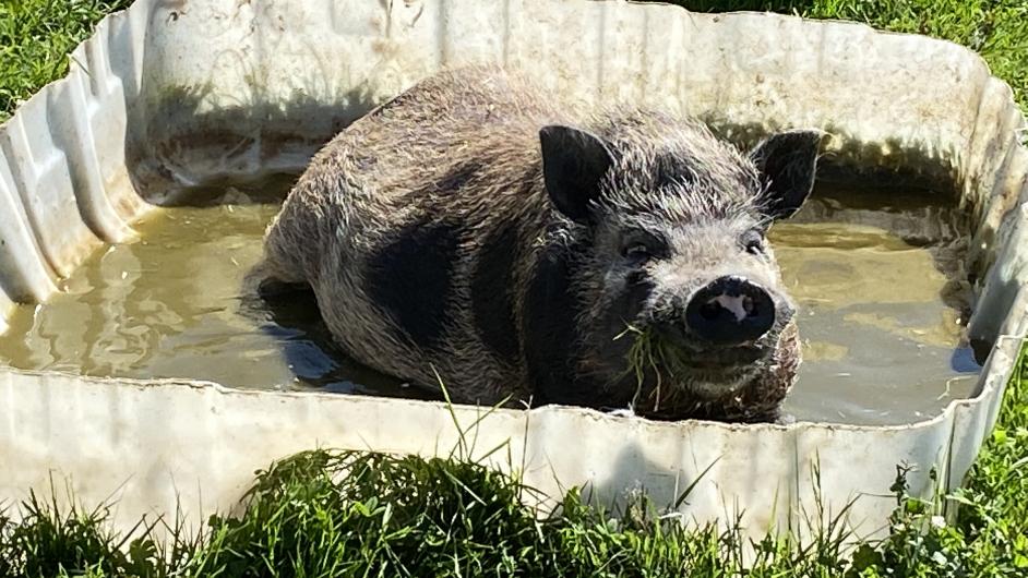 Gîte Charreterie Syremarin - cochon - Blangy-le-Château - Pays d'Auge - Calvados - Normandie