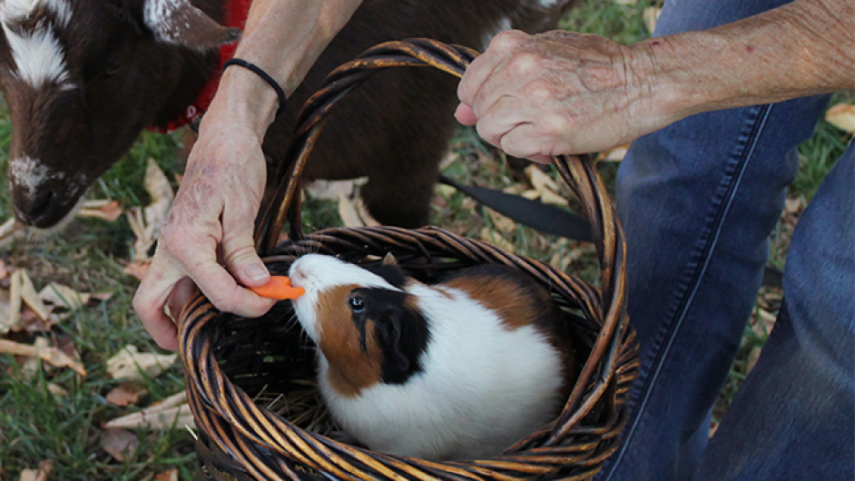 decouvrez-la-ferme-pedagogique-1 - domaine capucine