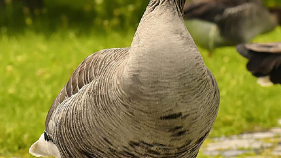 decouvrez-la-ferme-pedagogique-2 - domaine capucine