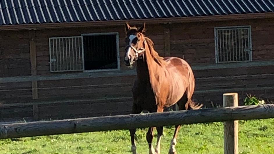 Domaine de l'Atlas, centre équestre, Glanville, Pays d'Auge, Calvados, Normandie