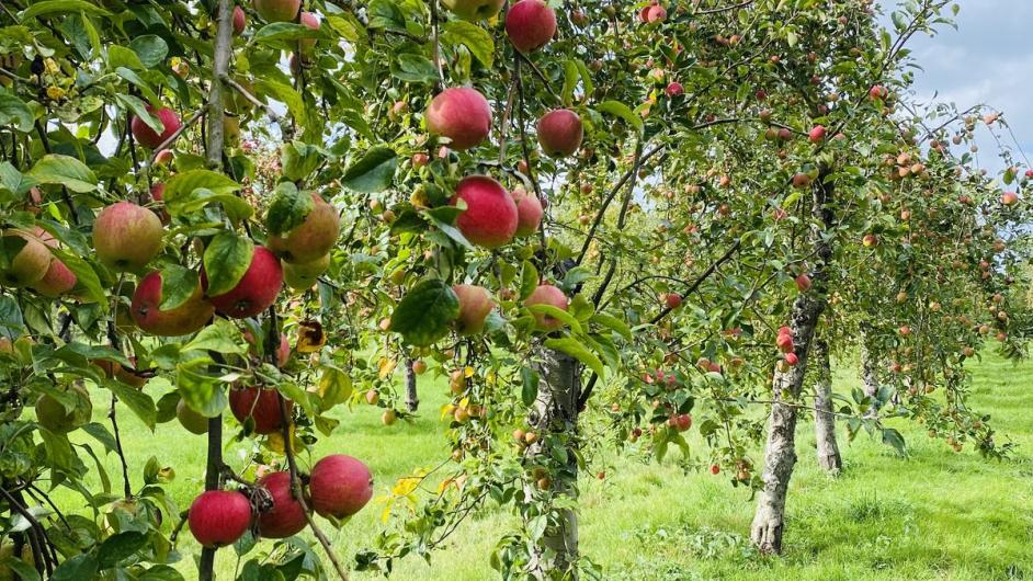 Domaine familial Louis Dupont - Victot-Pontfol - Route du Cidre - Pays d'Auge - Calvados - Normandie