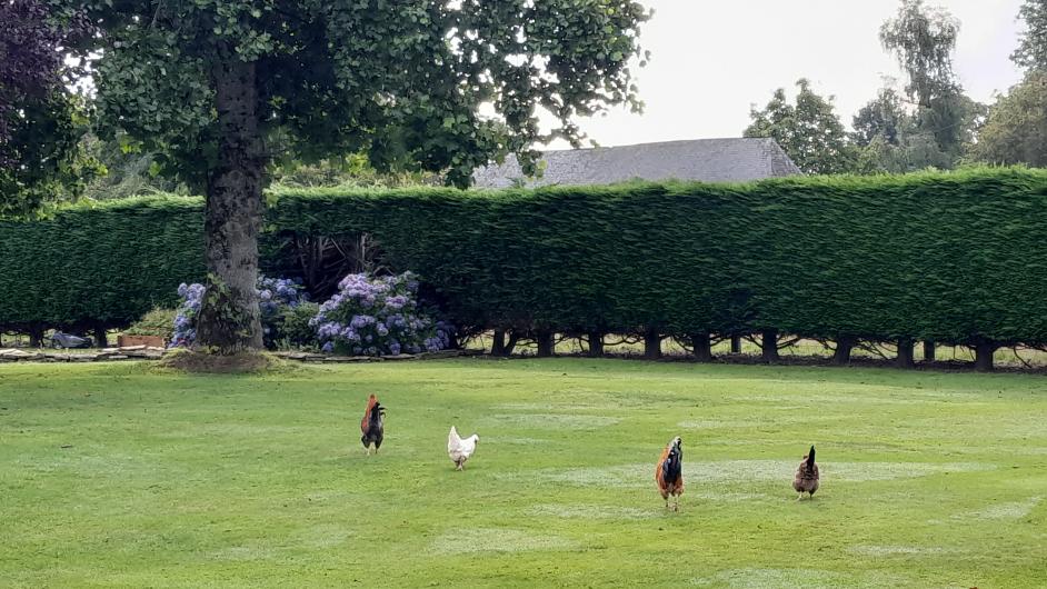Les Augettes jardin et poules, Saint-Hymer