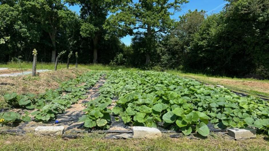 IMG_0066 - ©CORALIE PALLIER