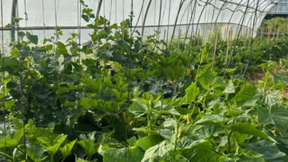 IMG_0085 - ©CORALIE PALLIER