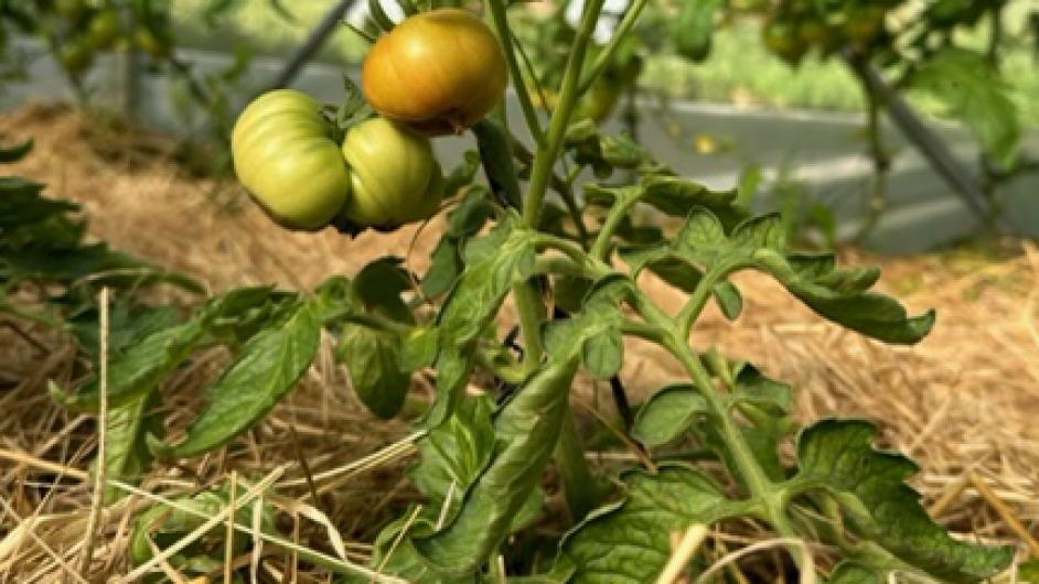 IMG_0121 - ©CORALIE PALLIER