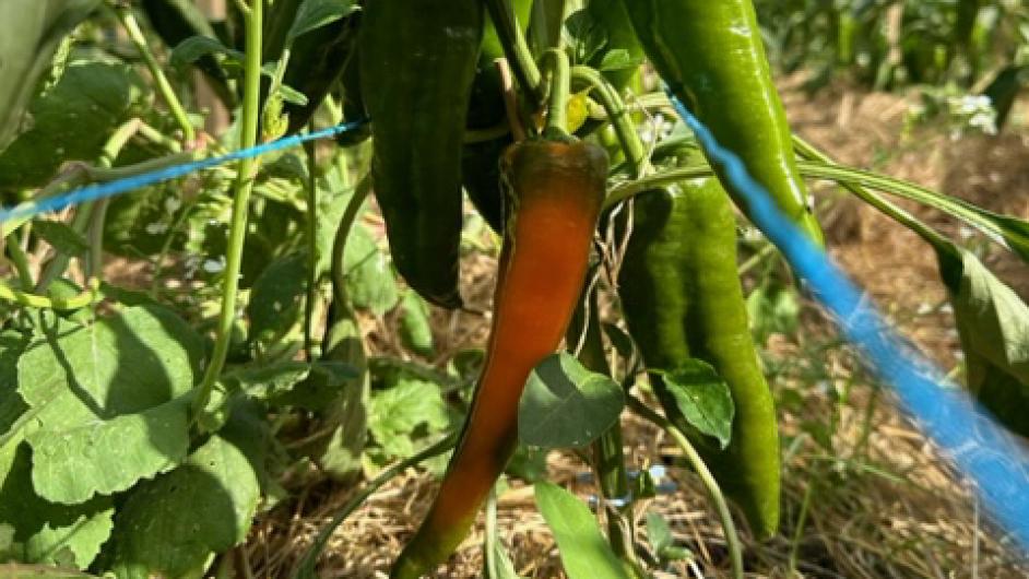 IMG_0122 - ©CORALIE PALLIER