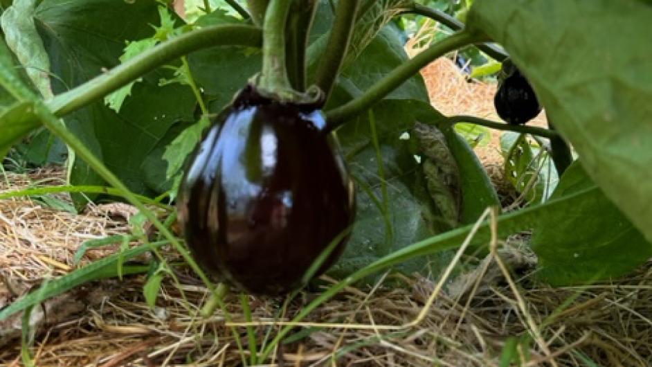 IMG_0145 - ©CORALIE PALLIER