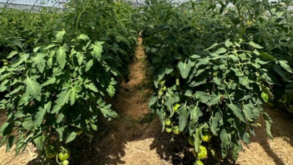 IMG_0150 - ©CORALIE PALLIER