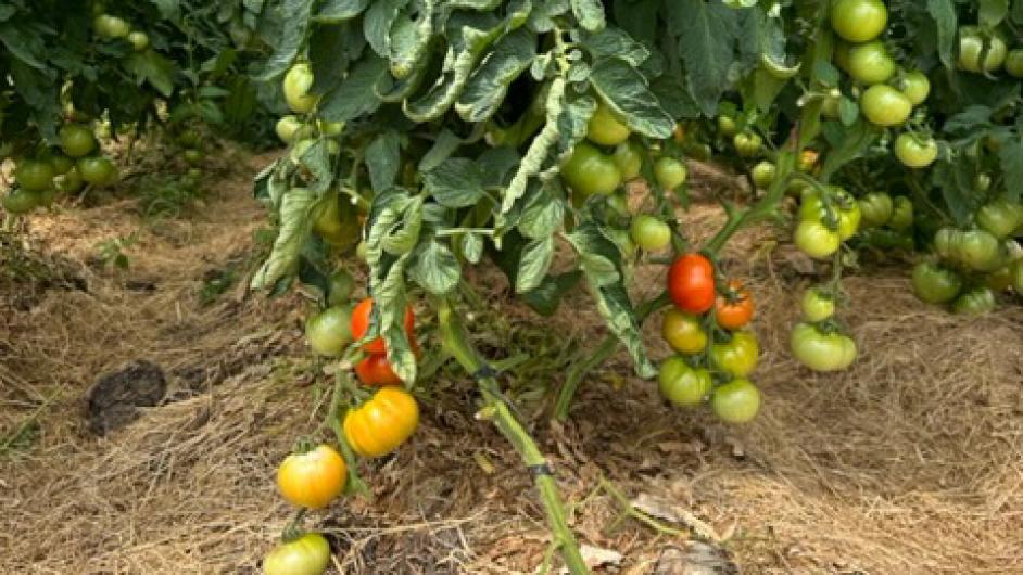 IMG_0192 - ©CORALIE PALLIER