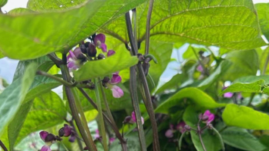 IMG_0194 - ©CORALIE PALLIER