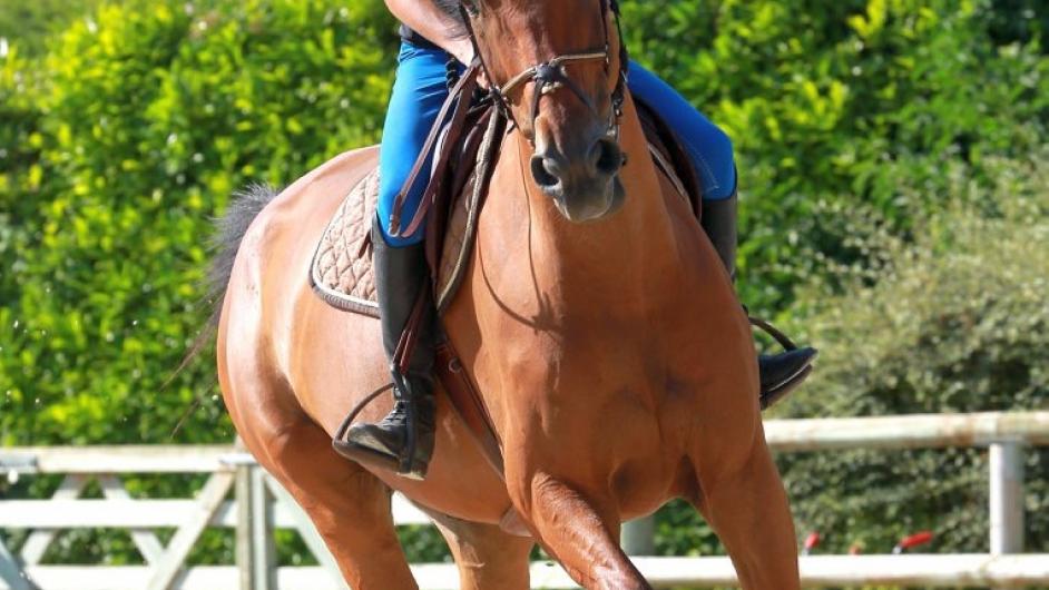 cours d'equitation cheval - D. de Polignac