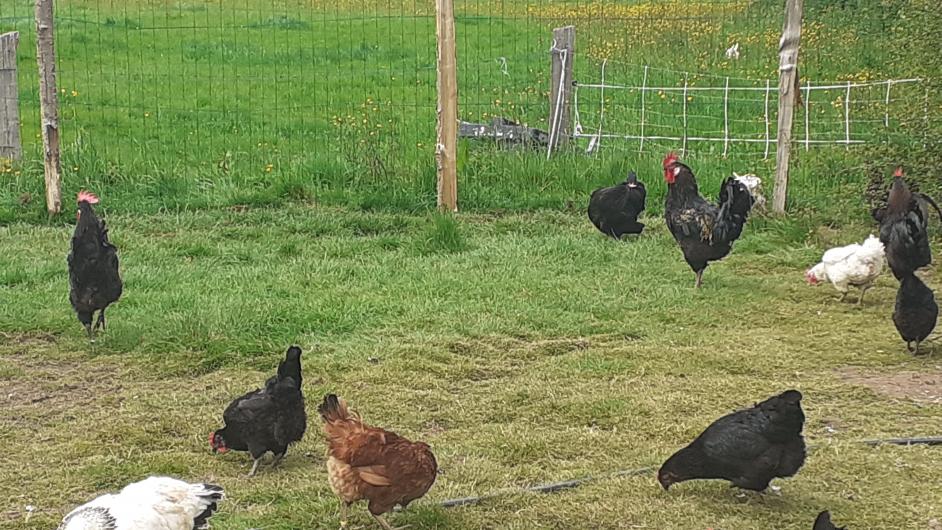 La fermes des capucins - pooules - Saint-Etienne-la-Thillaye - Calvados - Normandie